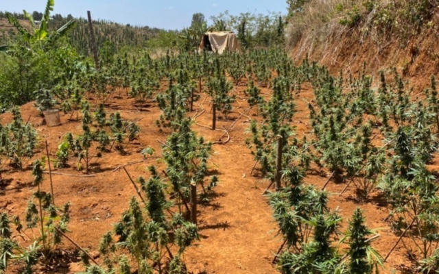 Đắk Nông: Khởi tố đối tượng trồng, chế biến cần sa tại vườn nhà