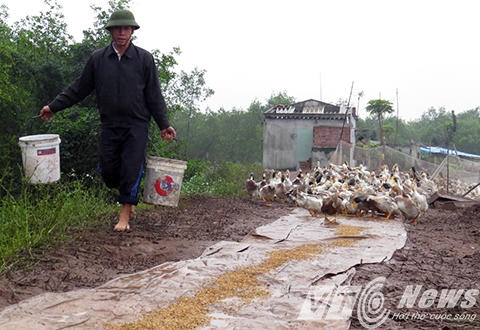 Ông Vươn cho vịt ăn - Ảnh MK