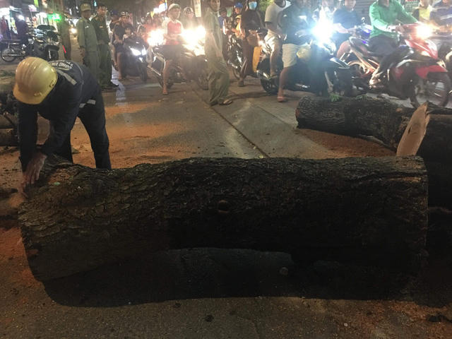 Nhân viên công ty cây xanh cưa tỉa cây cổ thụ khắc phục sự cố