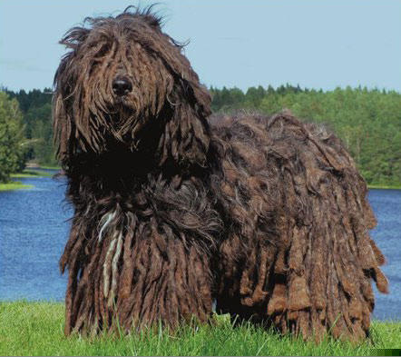 Chó vẩy Bergamasco