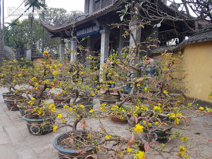 Sắc hoa mai vàng lại không thể thiếu khi nhắc đến Tết của các gia đình miền Nam cũng xuất hiện trên khắp phồ phường của Thủ đô.