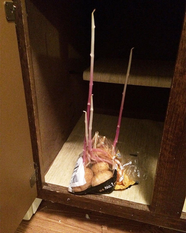 Chỉ vì quên mất đi sự có mặt của túi khoai tây mà chúng đã mọc mầm cao như thế này.