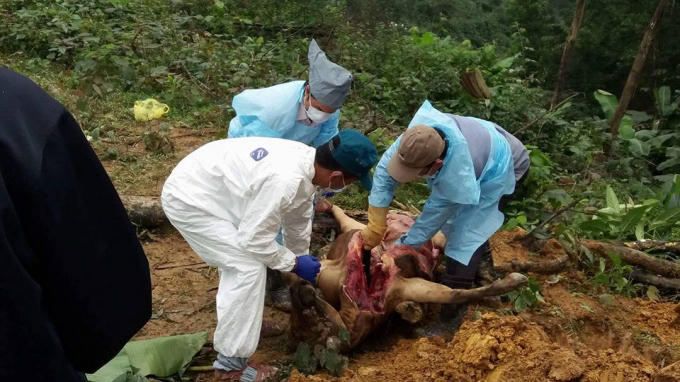 Cơ quan chức năng tiến hành lấy mẫu, và tiêu hủy số bò trên.