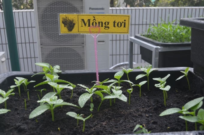 Nhà trường giao cho các em học sinh các lớp tự quản những vựa rau do mình trồng.