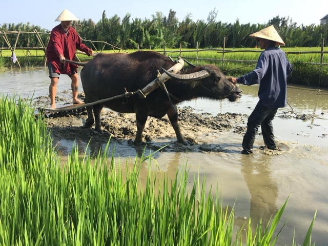 Thay vì oằn lưng kéo cày từ sáng đến tối, trâu ở Hội An chỉ việc