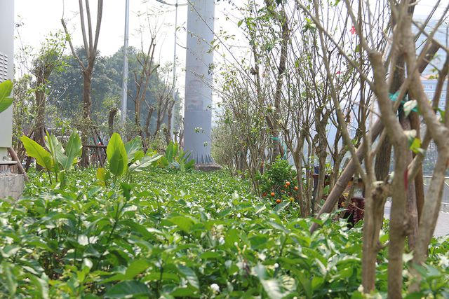 Những hàng cây, hoa được trồng mới đang đâm trồi nẩy lộc trong tiết trời cuối xuân.