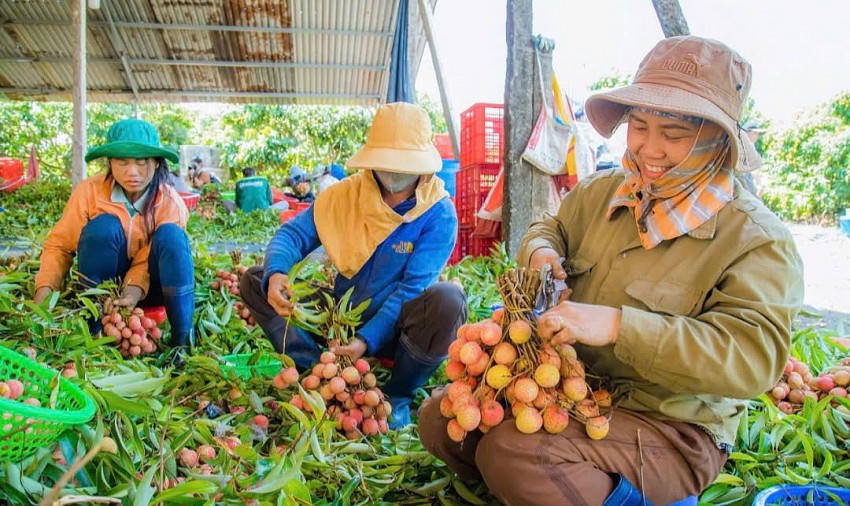 Thủ tướng chỉ đạo các giải pháp khắc phục tình trạng "được mùa mất giá".
