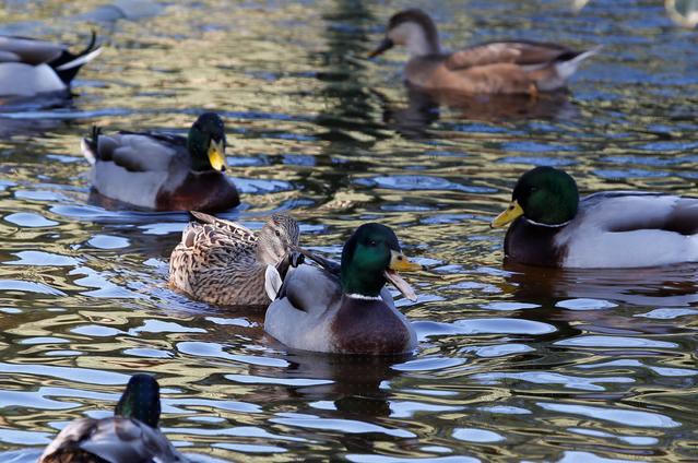 Thế giới những chuyện độc đáo - ảnh 1