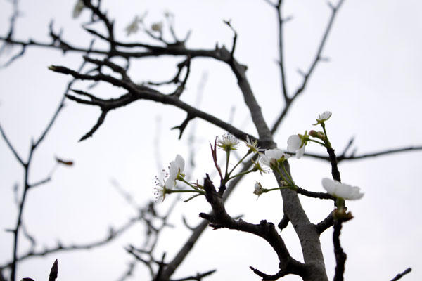 Những c&agrave;nh hoa l&ecirc; rừng được những người bu&ocirc;n hoa l&ecirc;n tận khu vực T&acirc;y Bắc thu mua về để phục vụ người chơi sau tết.