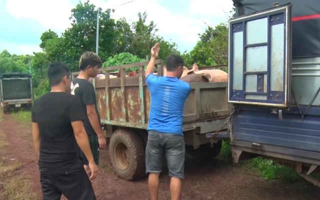 Đồng Nai: Xả thải ra môi trường, trang trại heo bị buộc xuất chuồng sớm