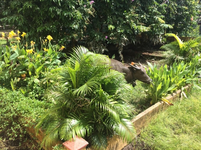 Sân trường trở thành nơi nuôi những con trâu.