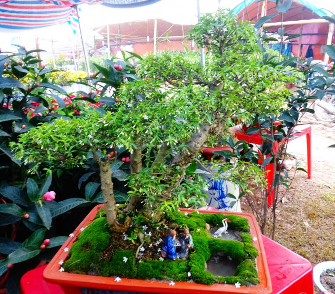 Chậu Mai Chiếu Thuỷ dáng Bạt Phong Hồi Đầu có giá 3 triệu đồng.