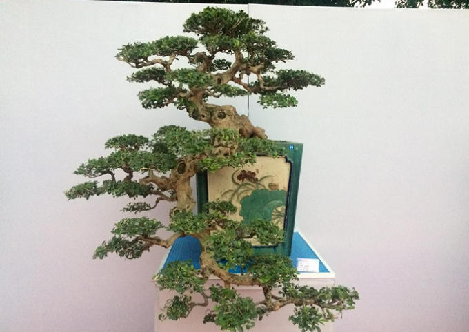 Quảng Ninh: Những t&aacute;c phẩm nghệ thuật Bonsai độc đ&aacute;o tại triển l&atilde;m c&acirc;y cảnh nghệ thuật Y&ecirc;n Tử 2018