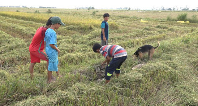 Từ người lớn đến trẻ em cũng trở thành "thợ săn" chuột đồng.