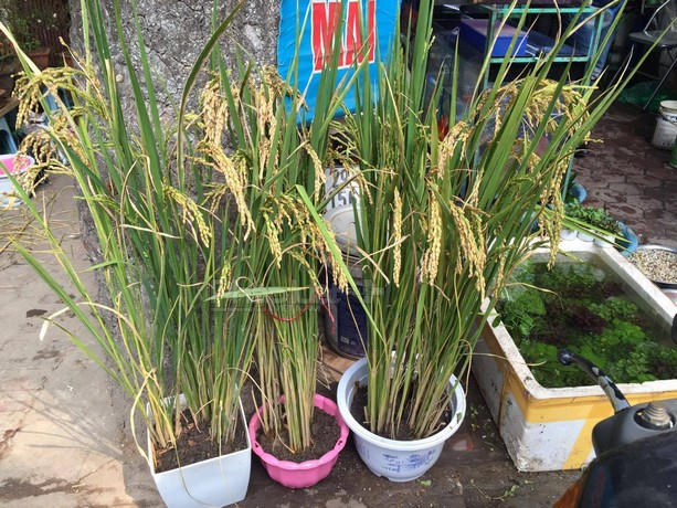 Những chậu cây lúa được bày bán trên phố Hoàng Hoa Thám trông thì đơn giản nhưng lại hút khách.