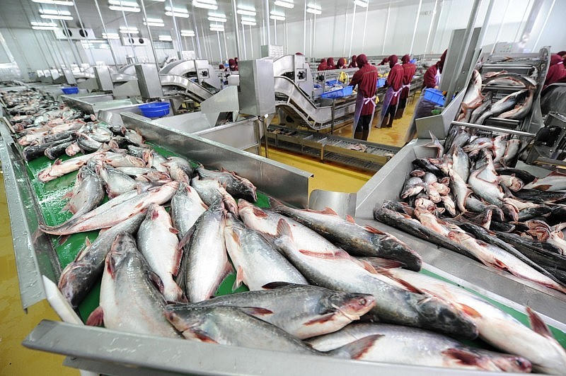 CPTPP và Nam Mỹ đang trở thành “đôi cánh tăng trưởng” mới cho cá tra Việt Nam. (Ảnh: IT).