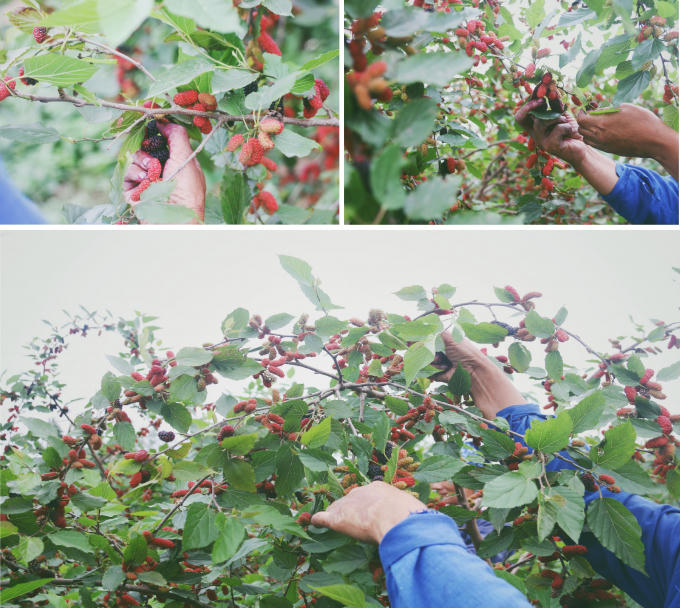 Công việc hái dâu tưởng như đơn giản nhưng đòi hỏi sự khéo léo từ bàn tay người nông dân. Các cô chỉ cần đẩy nhẹ cuống trái dâu ngược lên trên là hái được mà dâu không bị dập.