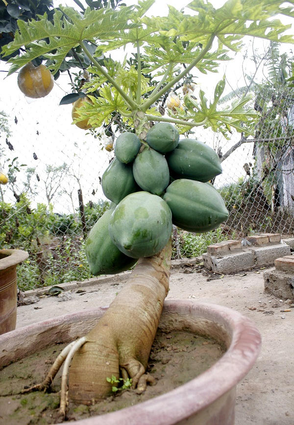 Cây đu đủ, theo người dân thì ý nghĩa sang năm mới mang lại cuộc sống đầy đủ.
