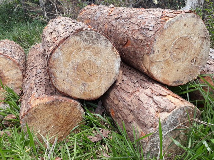 Gỗ thông sau khi cưa hạ được xếp thành đống.
