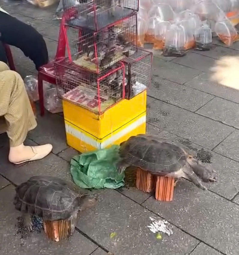 Rùa cũng được bày bán tại chùa Ông.