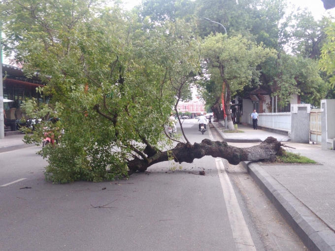 Mặt dù không có mưa to gió lớn nhưng cây vẫn đổ sụp ngã ra đường.