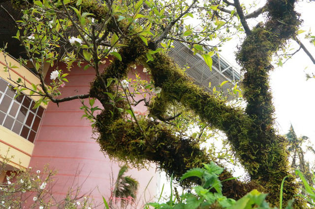 Khắp thân cây được nhà vườn phủ một lớn rêu xanh tạo thêm vẻ đẹp cổ cho các gốc mai. Bên cạnh đó, việc phủ rêu xanh vào thân cũng giúp cho cây giữ được độ ẩm giúp hoa khoe sắc đúng dịp, lá non bung trồi nảy lộc đón xuân.