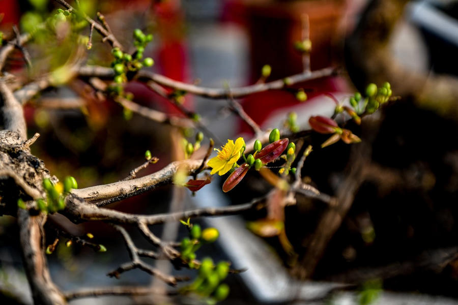 Những bông hoa mai vàng phía Nam đã bắt đầu khoe sắc thắm hứa hẹn sẽ nở đúng dịp tết Nguyên đán Ất Tỵ.