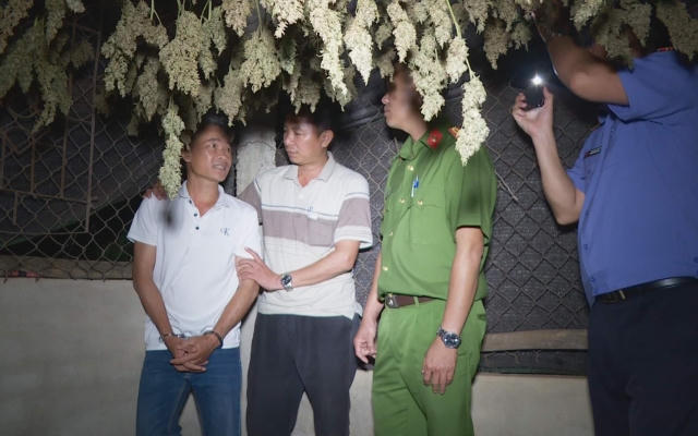 Đắk Lắk: Khởi tố đối tượng trồng cần sa để bán