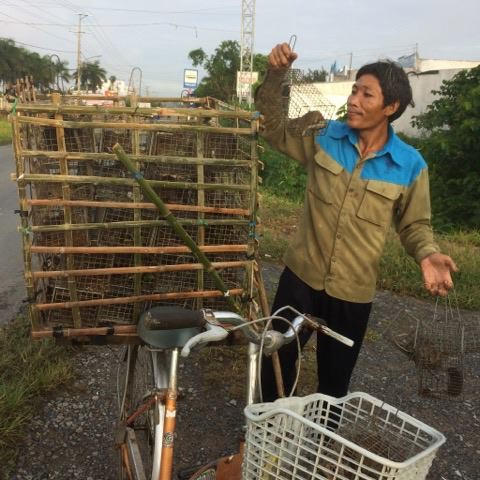 Mang thành quả của mình đến các điểm thu mua chuột đồng.