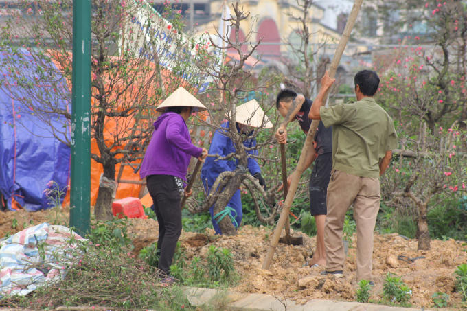 Công đoạn vận chuyển cây là một trong những công đoạn vứt vả nhất.