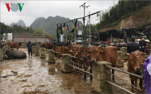 Chợ thu hút rất đông thương lái ở các địa phương khác đến.