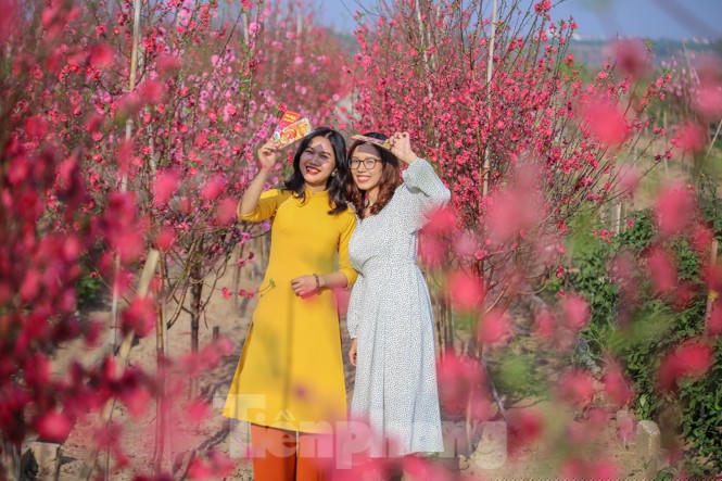 Đào bung nở, làng Nhật Tân nghẽn lối vào ngày cận Tết - ảnh 17