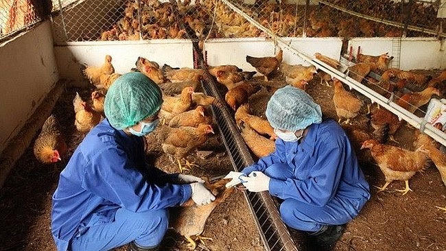3 tháng đầu năm 2025 đã phát hiện 06 ổ dịch Cúm gia cầm (CGC) A/H5N1 tại 04 tỉnh, thành phố. (Ảnh minh hoạ)