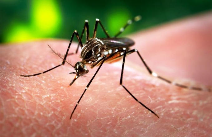 Virus Zika lây truyền qua muỗi.
