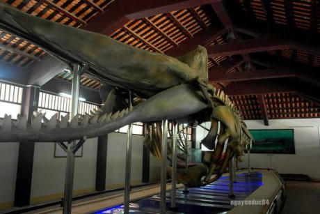 Bộ xương cá Voi từ năm 1963.