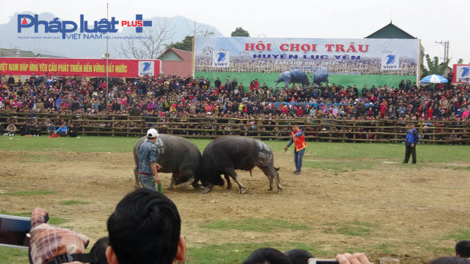 Hoạt động chọi trâu không phép tại huyện Lục Yên, Yên Bái rầm rộ diễn ra trong hai ngày mồng 10 và 11/2, nhưng không hề được các cơ quan chức năng xử lí.