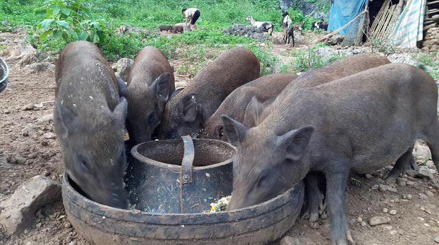 Bộ trưởng, Chủ nhiệm Văn phòng Chính phủ yêu cầu Bộ NN&amp;PTNT bỏ quy định "lợn không được ăn cây chuối" mà Bộ này đưa ra gây xôn xao dư luận gần đây
