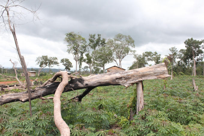 Rừng tự nhiên của Công ty lâm nghiệp Cư M’Lan bị chặt hạ để lấy đất sản xuất.
