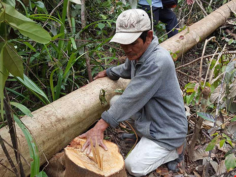 Làm rõ phản ánh phá rừng để nuôi bò tại Phú Yên (ảnh Tấn Lộc - Pháp Luật TP HCM).