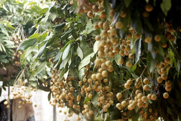 Giống nhãn Miền Thiết nức tiếng Hưng Yên có màu vàng tự nhiên khi vẫn còn ở trên cây.