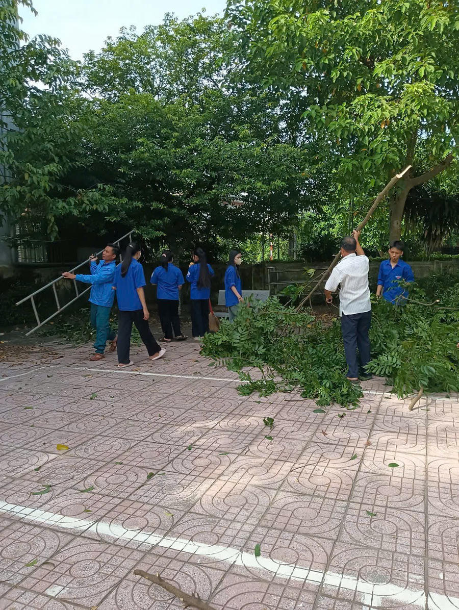 .... và phát quang cây cối.