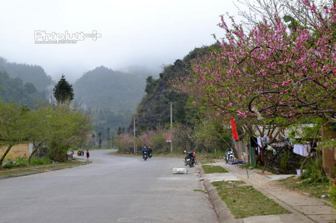 Photo: Hoa Đào, hoa Lê