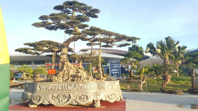 Chiêm ngưỡng những tác phẩm nghệ thuật Bonsai đặc sắc tại hội chợ OCOP Quảng Ninh lần thứ V