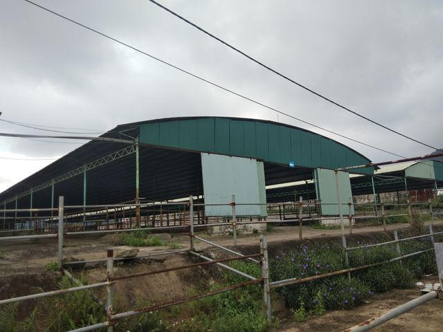 Những chuồng bò rộng lớn bỏ hoang trông thật xót xa.