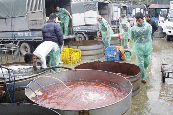 Chợ cá tấp nập người mua kẻ bán. Ảnh: Như Trường.