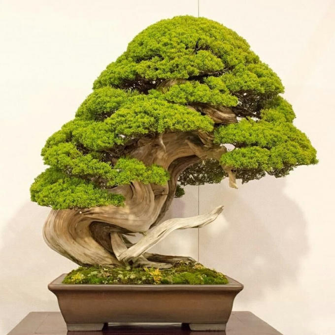 7 cây bonsai trị giá 13 triệu yên (2,7 tỷ VNĐ)