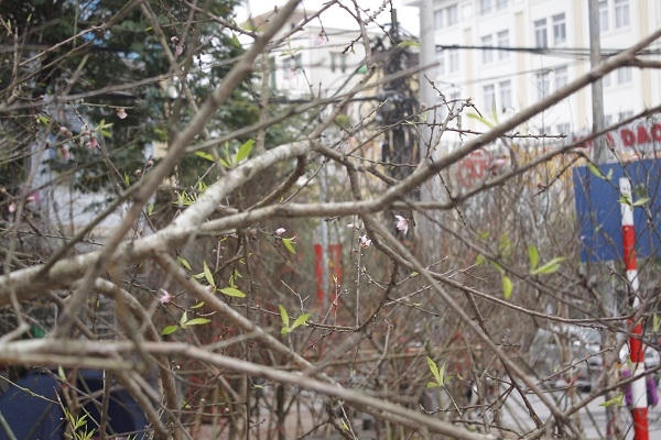 Những cành đào bắt đầu bung nở những cánh hoa đầu tiên. Ảnh: Như Trường