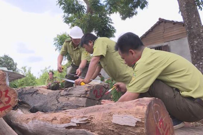 Tổng số gỗ liên quan vụ án Phượng “râu” mà cơ quan điều tra thu giữ đến nay là hơn 600m3.
