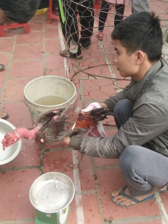 Lau chùi cho gà mát mẻ trước khi vào trận đấu.