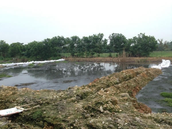 Hầu hết các ao, hồ nơi đây trở thành ao, hồ "chết"
